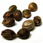 Семена марихуаны АК-47  (Seeds AK-47) в Казани